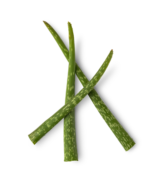 Aloe