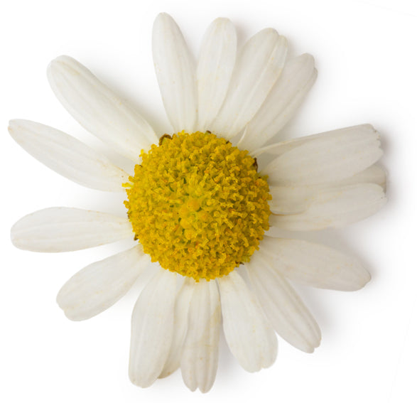 Chamomile