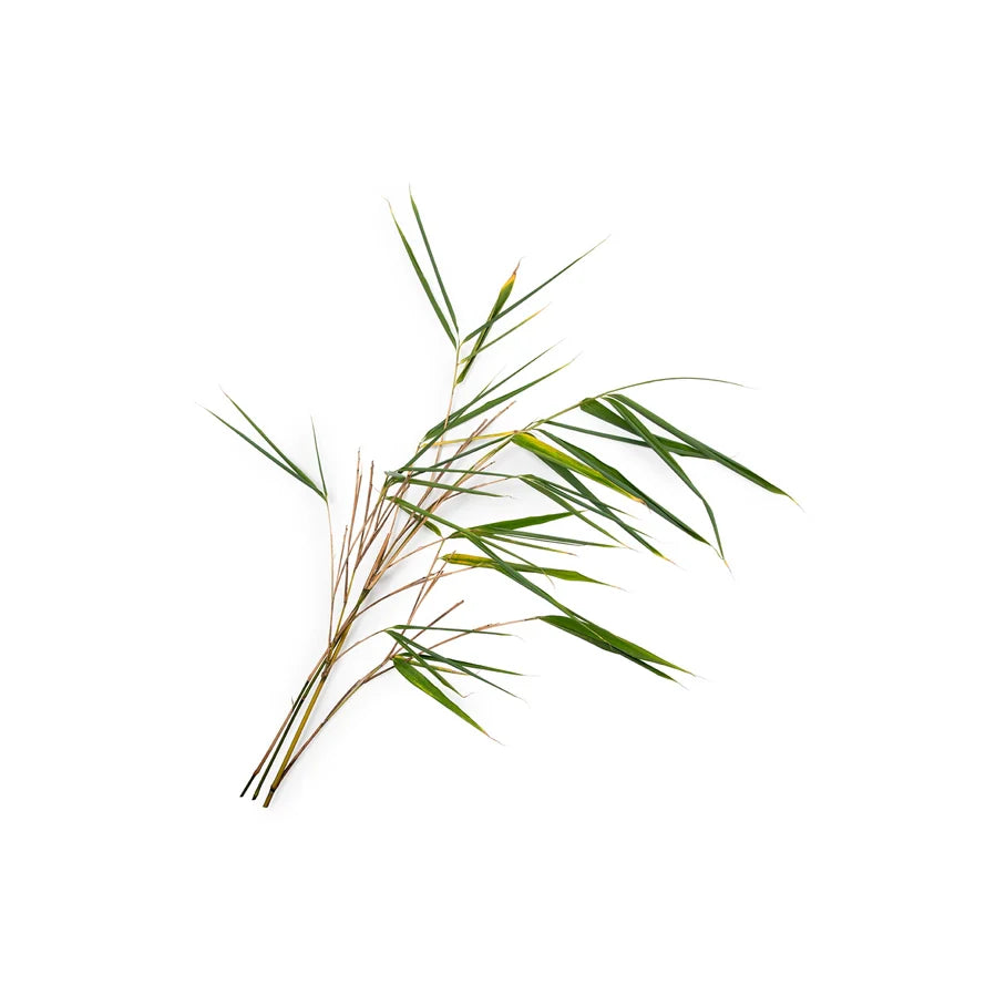 Bamboo Stem Extract
