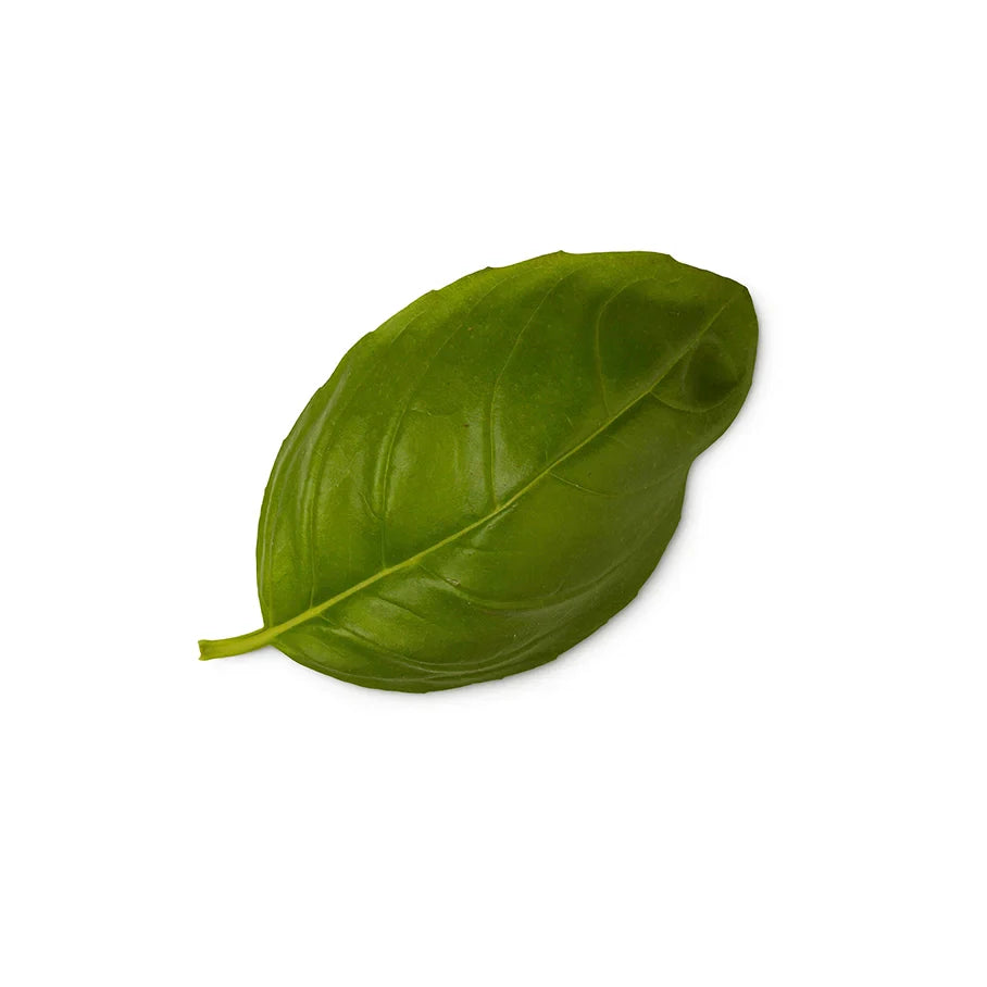 Ocimum Basilicum Herb Oil (Basil Oil)