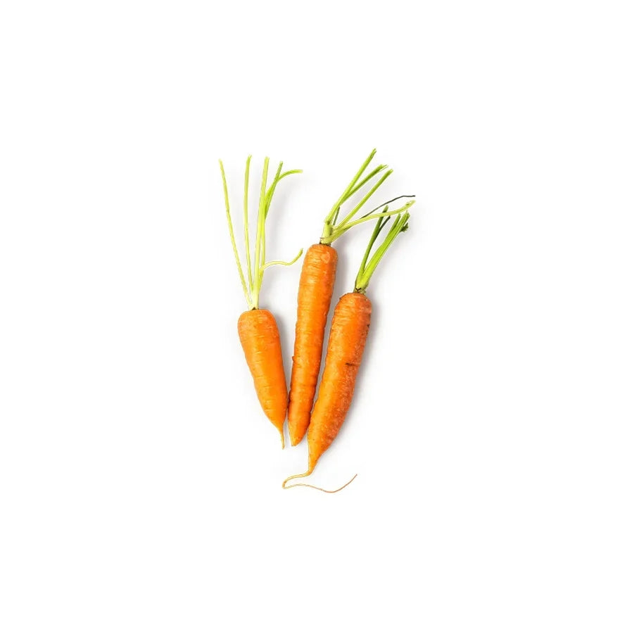 Daucus Carota Sativa Seed Oil (Carrot Seed Oil)