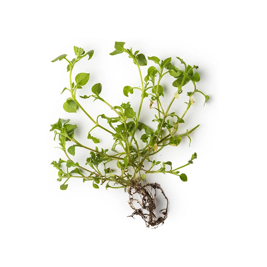 Chamomile and Marigold Petal Extract