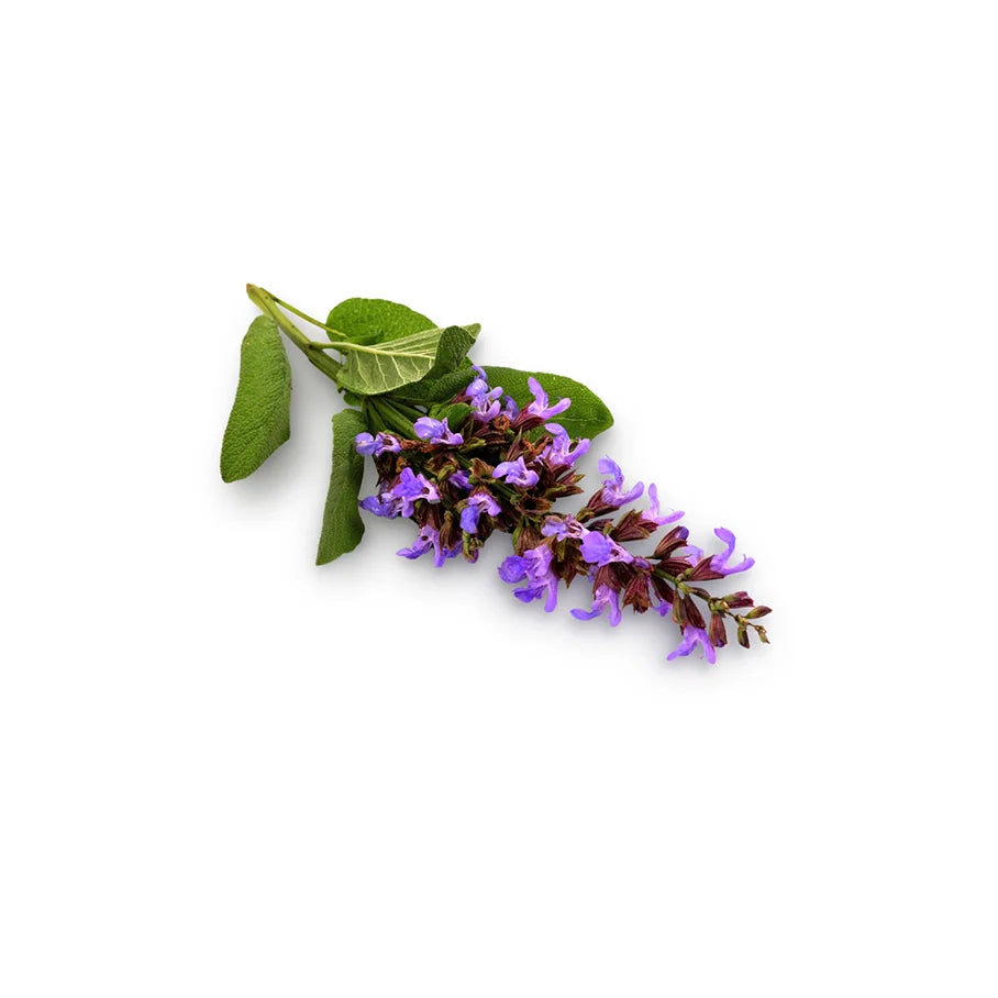 Salvia Sclarea Oil (Clary Sage Oil)