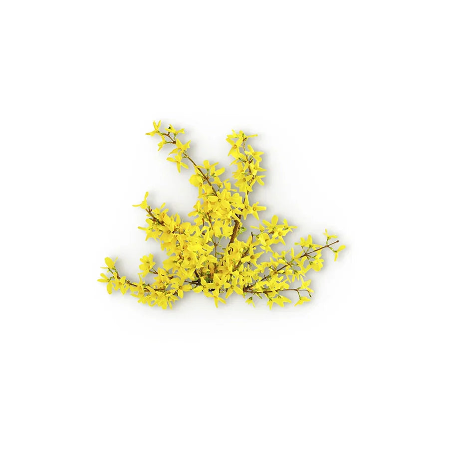 Galbanum Oil