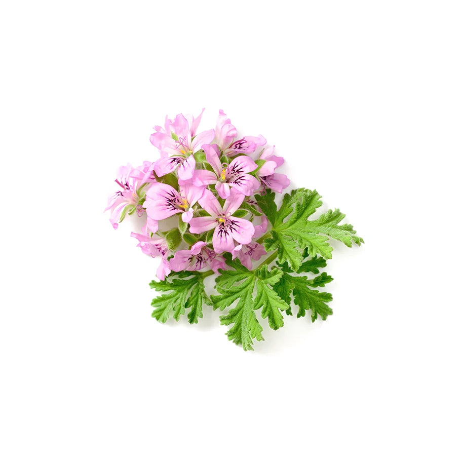 Geranium