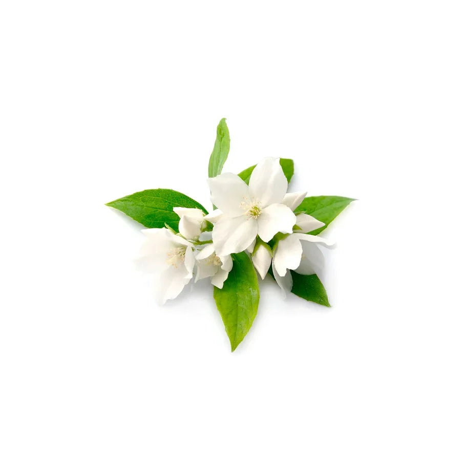 Jasmine Oil/Extract (Jasmine Extract)