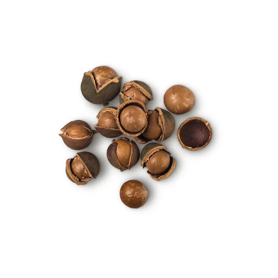 Macadamia Ternifolia Seed Extract (Macadamia Nut Extract)