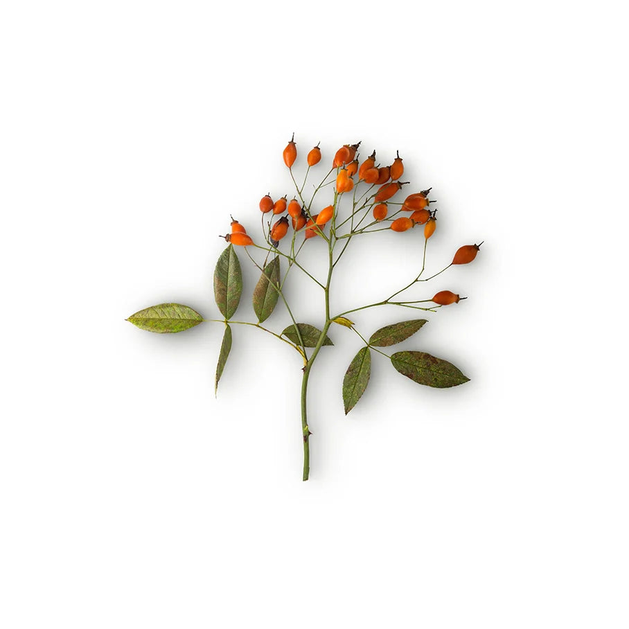 Rosa Canina Fruit Oil (Organic Rose Hip Oil)