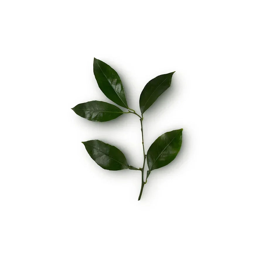 Citrus Aurantium Amara Twig/Leaf Oil (Petitgrain Oil)