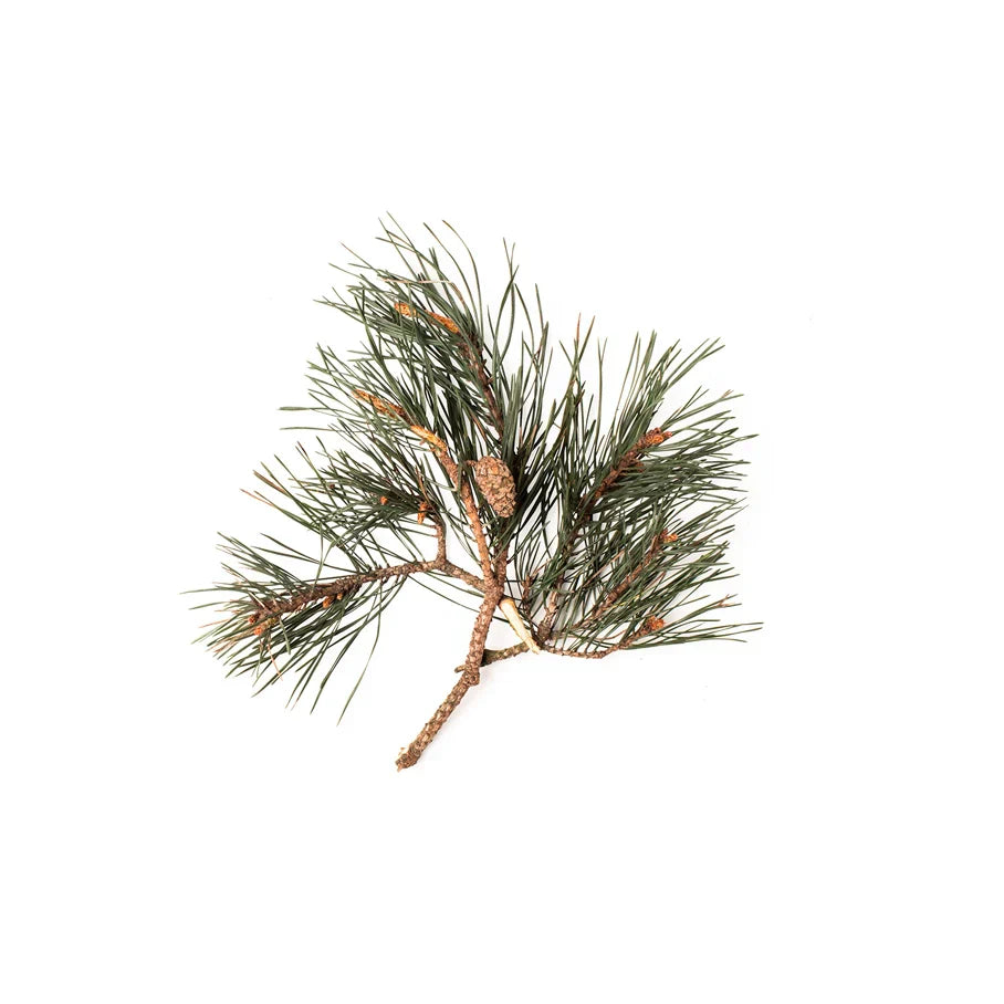 Pine/Fir
