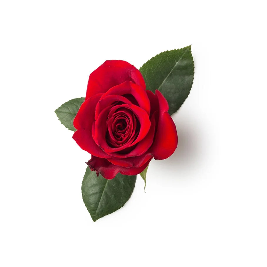 Rose Petals Extracted in Glycerine