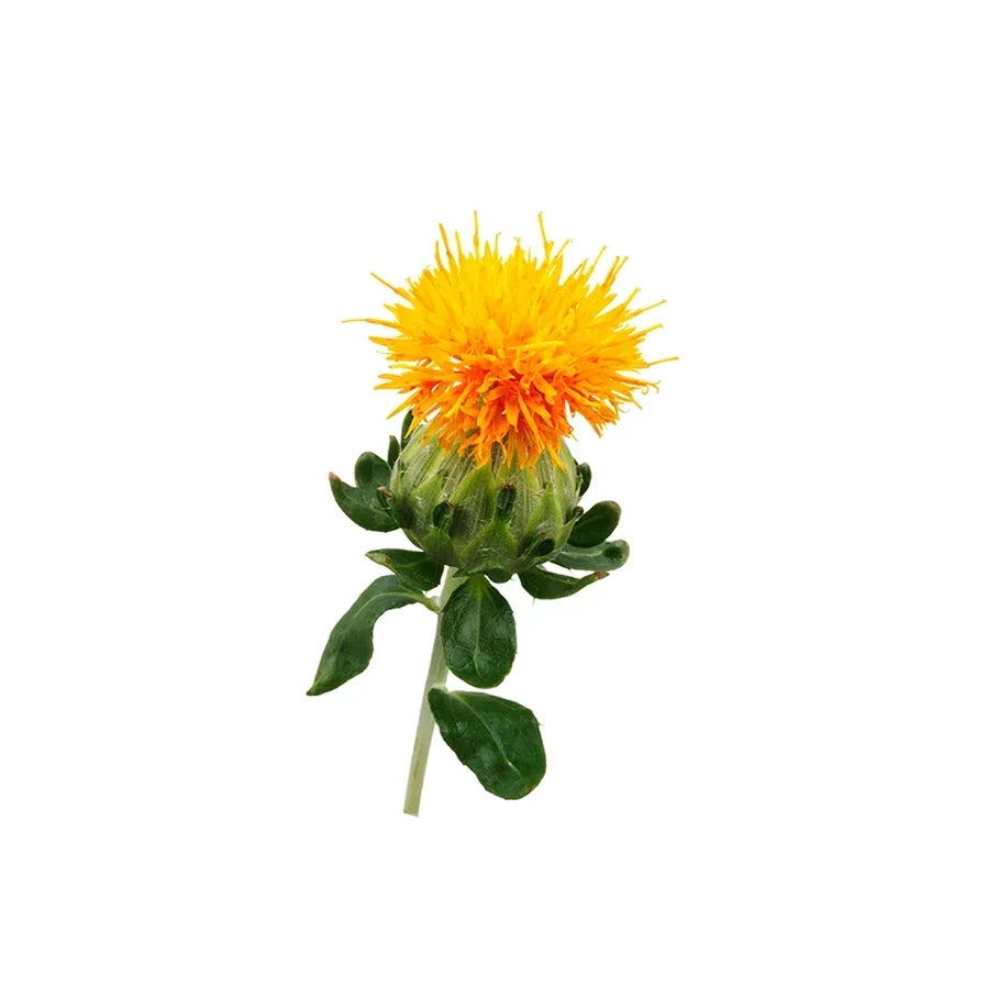Carthamus Tinctorius Flower (Safflower Petals)