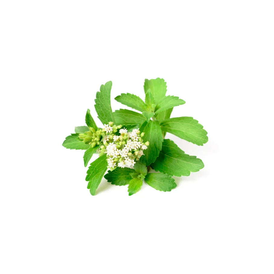 Stevia Rebaudiana Extract (Stevia)