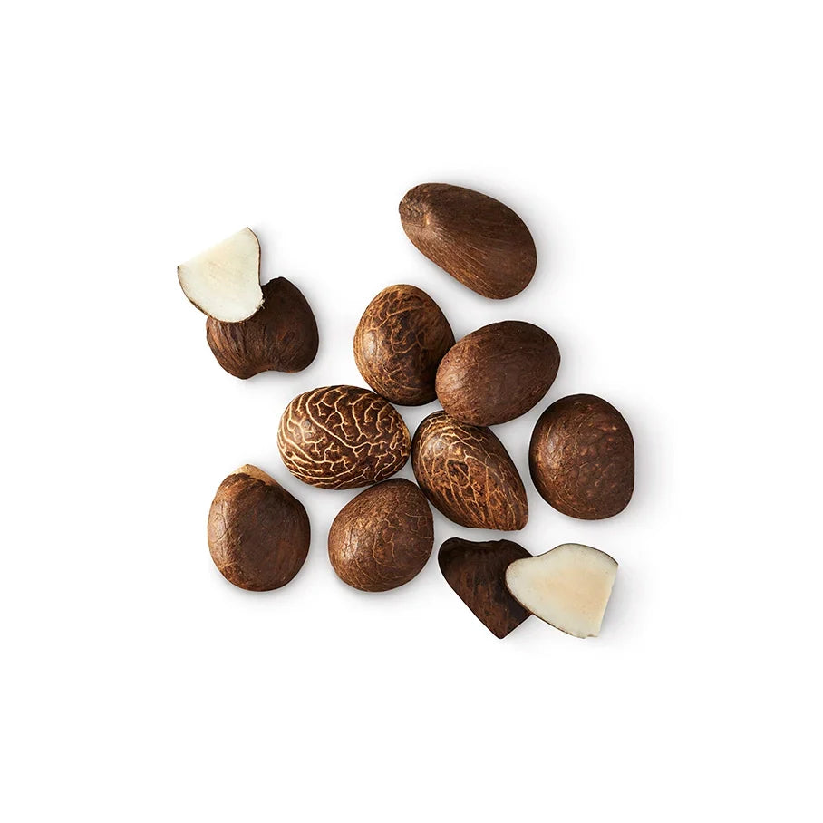 Phytelephas Aequatorialis Seed Powder (Tagua Nut Powder)