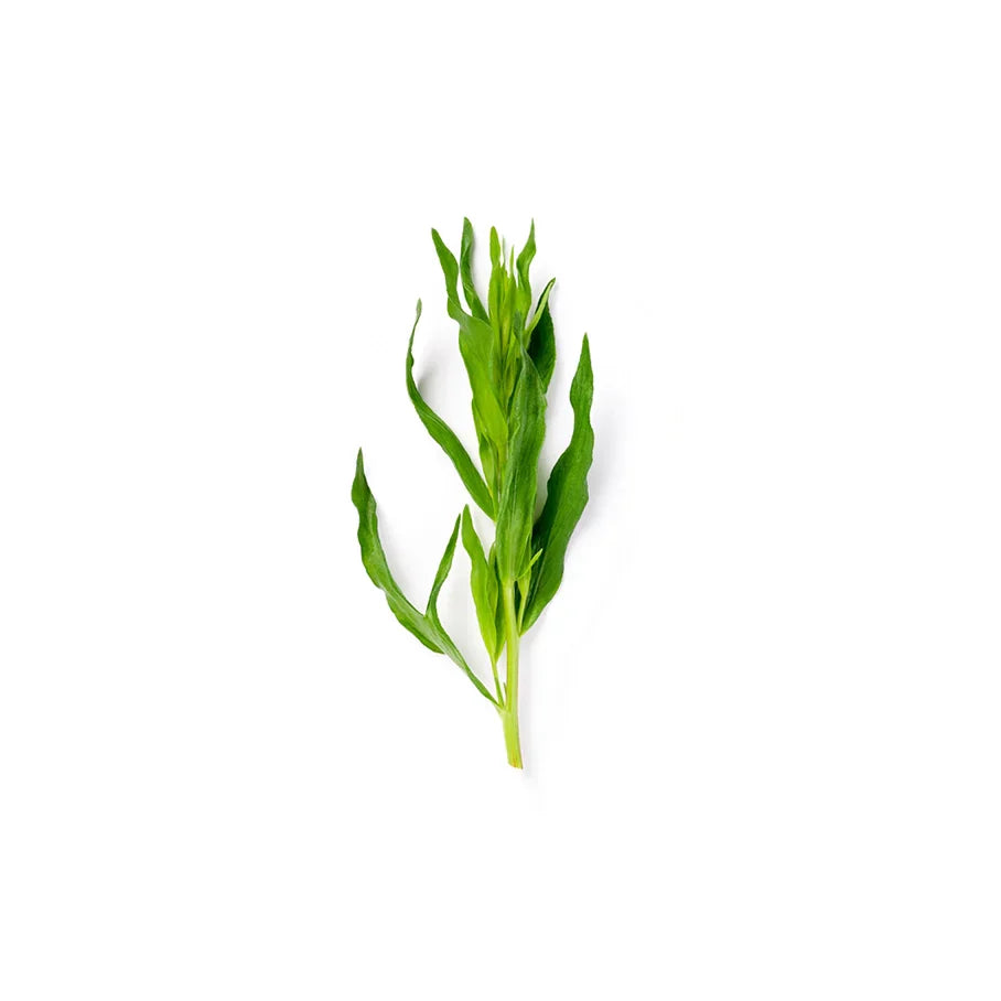 Artemisia Dracunculus Oil (Tarragon Oil)