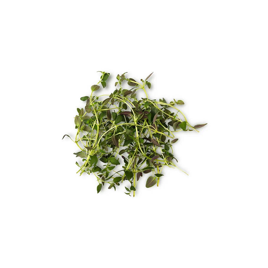Thymus Zygis Oil (Thyme Oil)