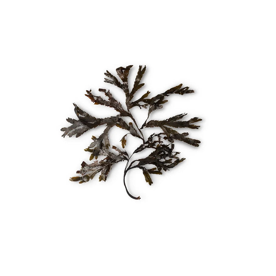 Toothed Wrack Seaweed Infusion