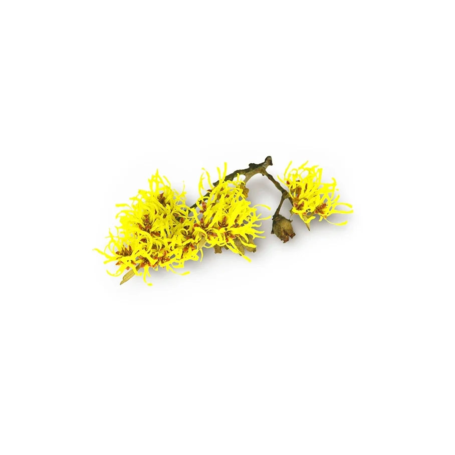 Witch Hazel Infusion