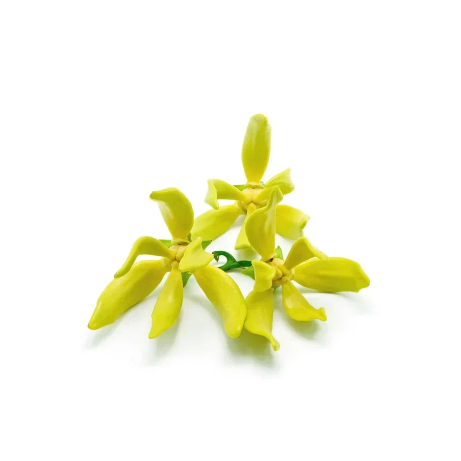 Cananga Odorata Oil/Extract (Ylang Ylang Oil)