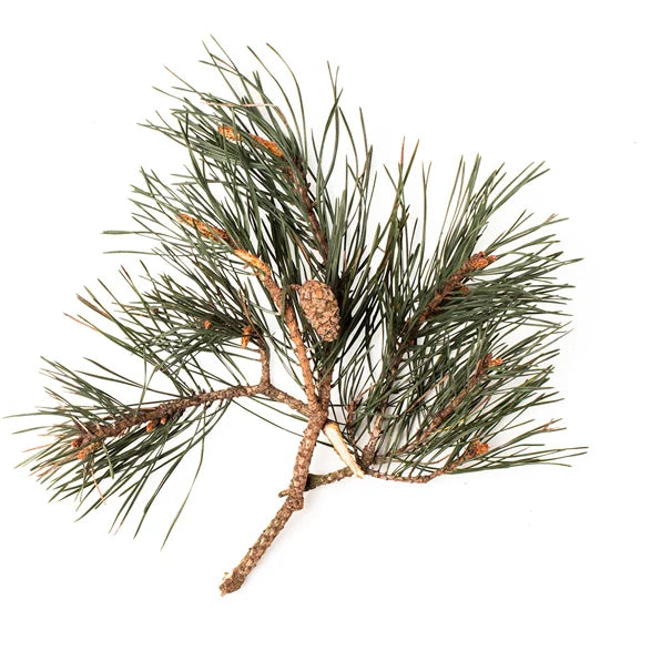 Pine/Fir