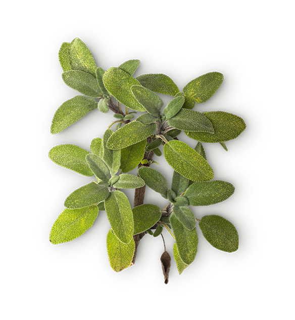Sage