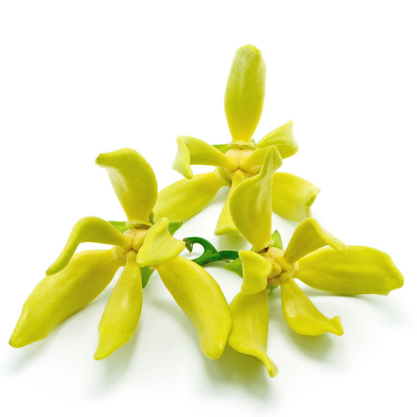 Ylang Ylang