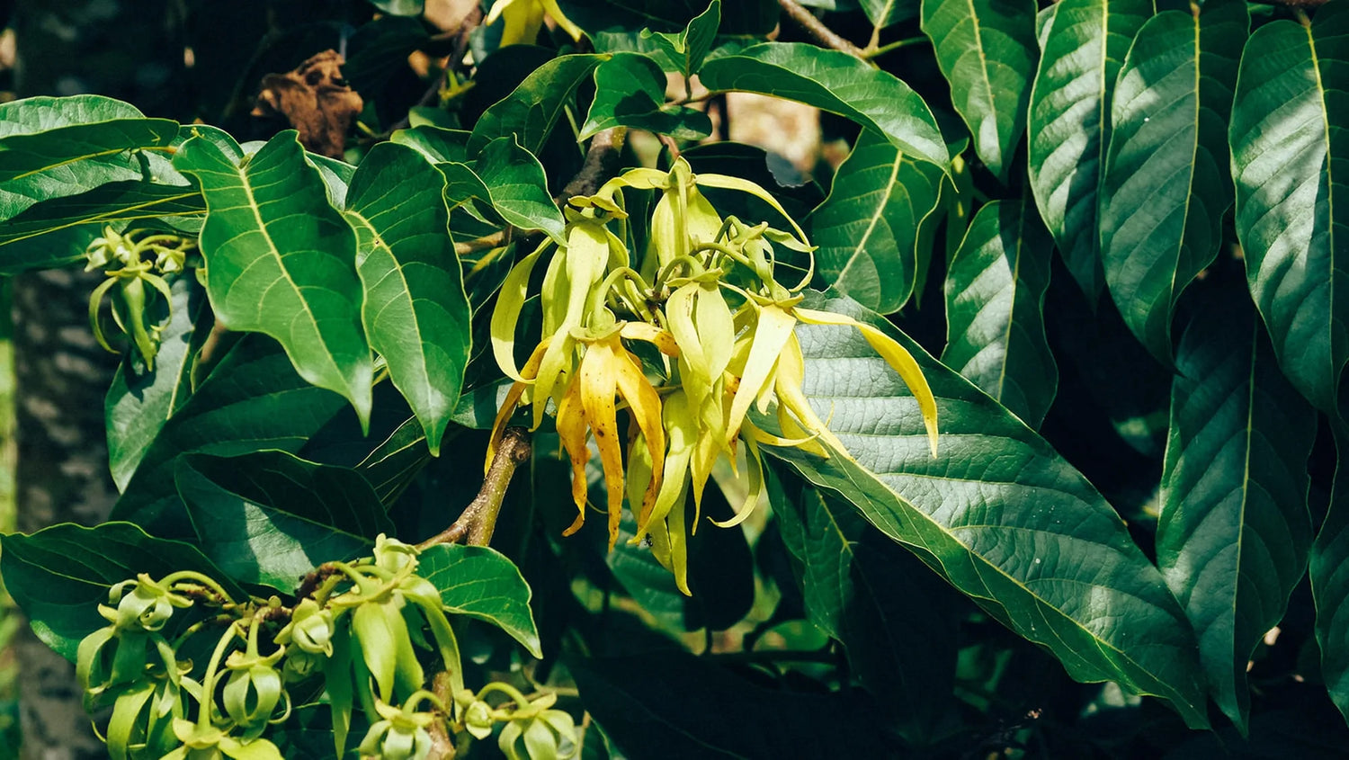 Perfect petals: sourcing ylang ylang