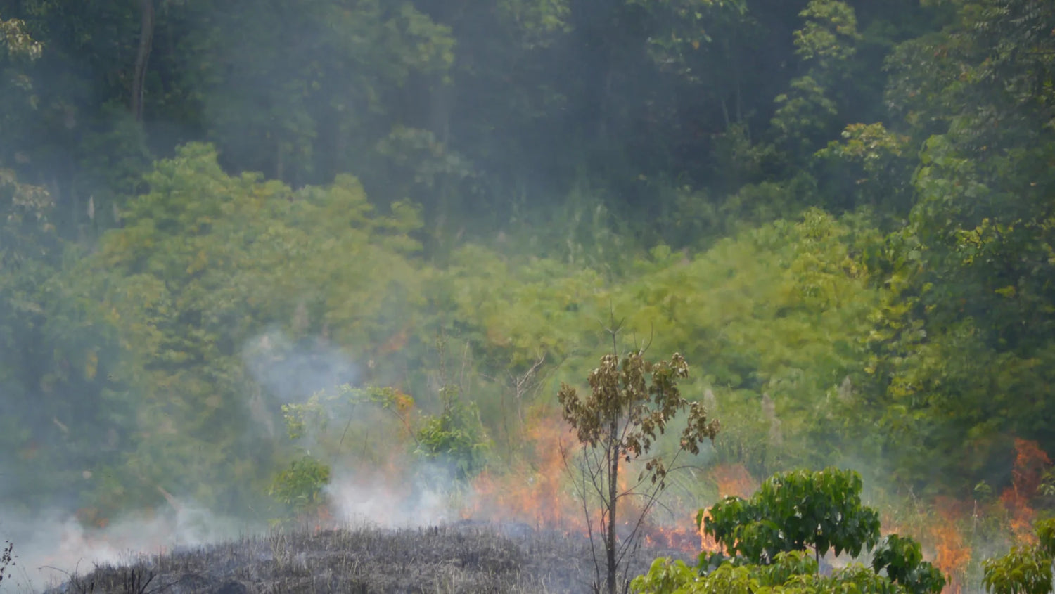 Sumatra's Gayo Permaculture Centre