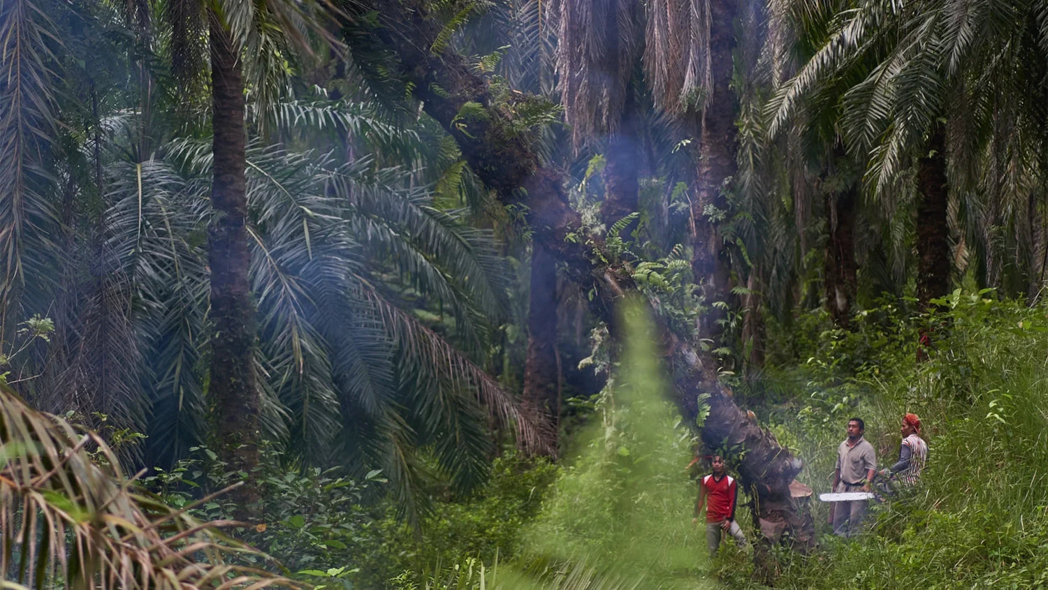 Practising permaculture in Sumatra: Regenerative patchouli oil