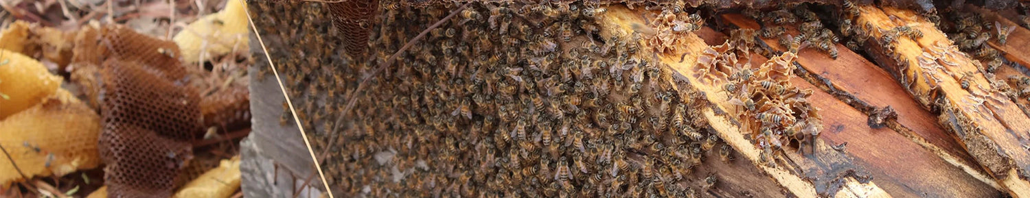 From poachers to protectors: the sweet story of Zambian honey