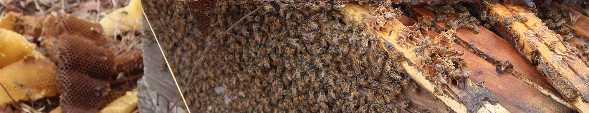 From poachers to protectors: the sweet story of Zambian honey