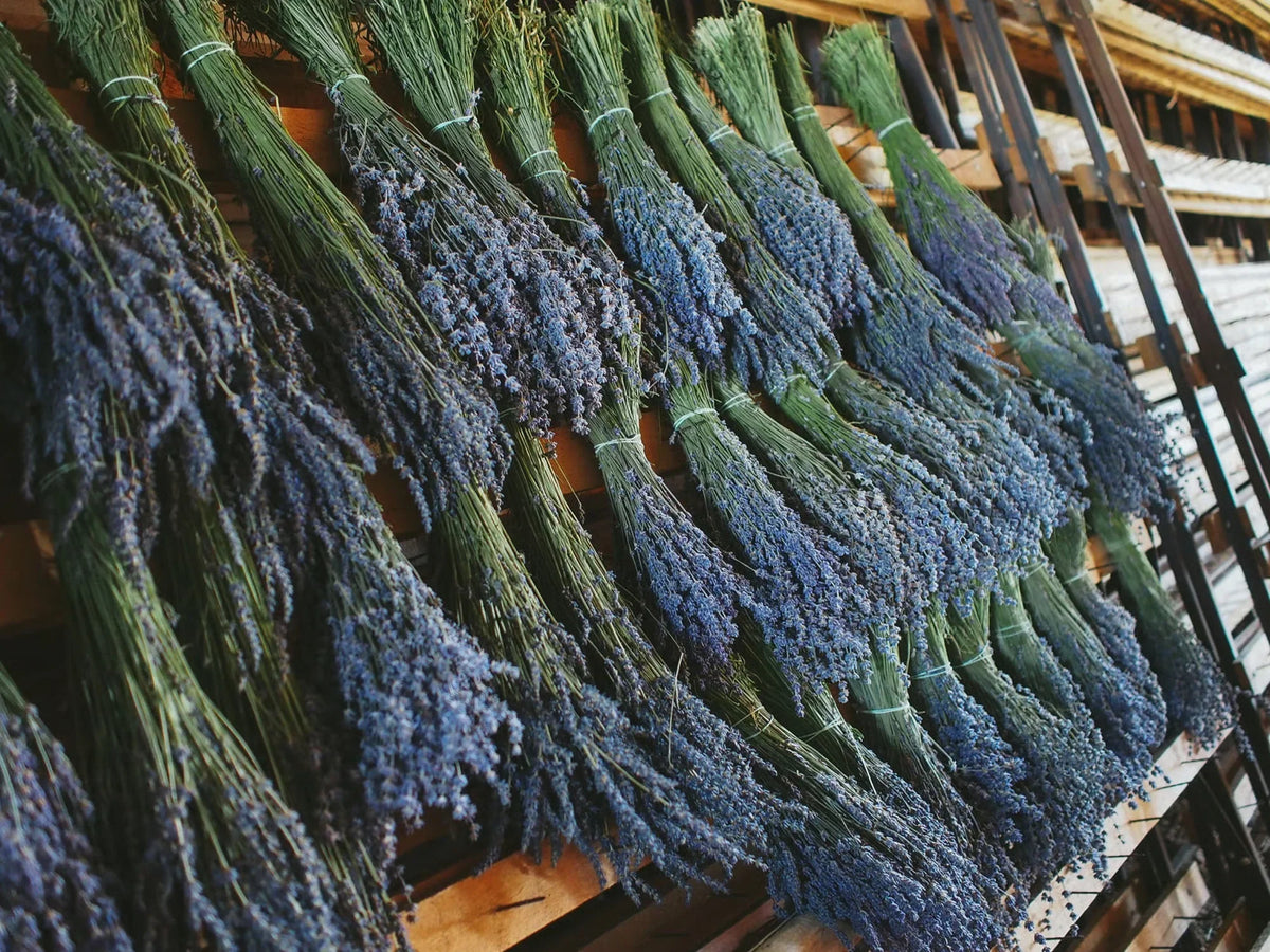 Does lavender help you sleep?