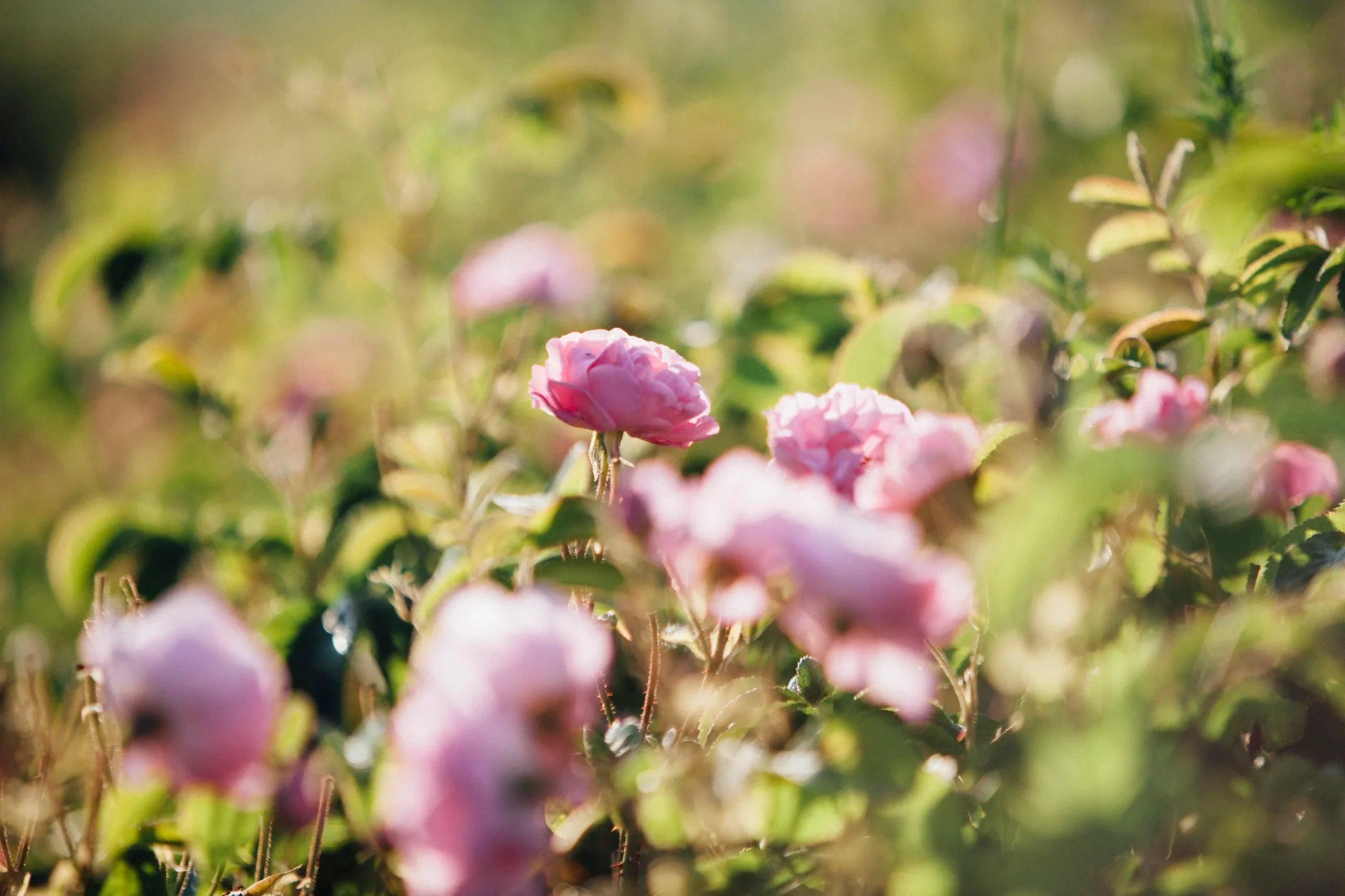 damask_rose_image_buying_turkey_13_8d8b93e7