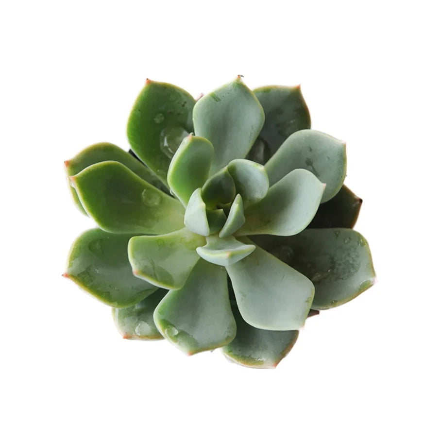 Agave