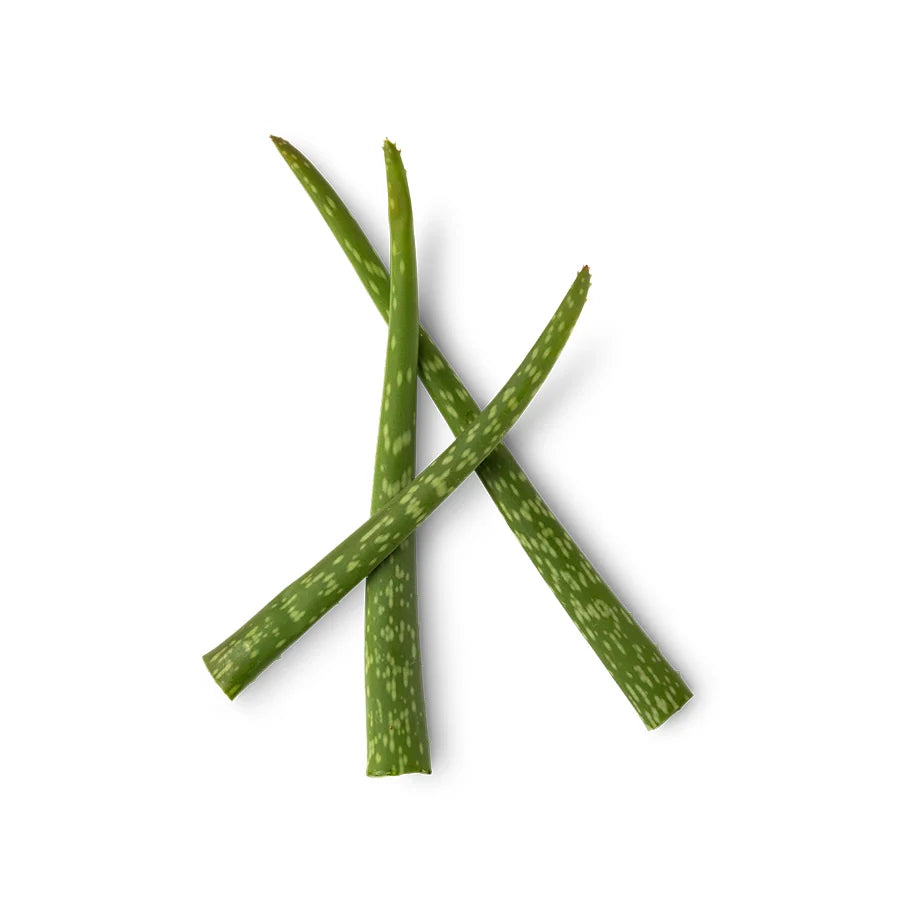 Aloe