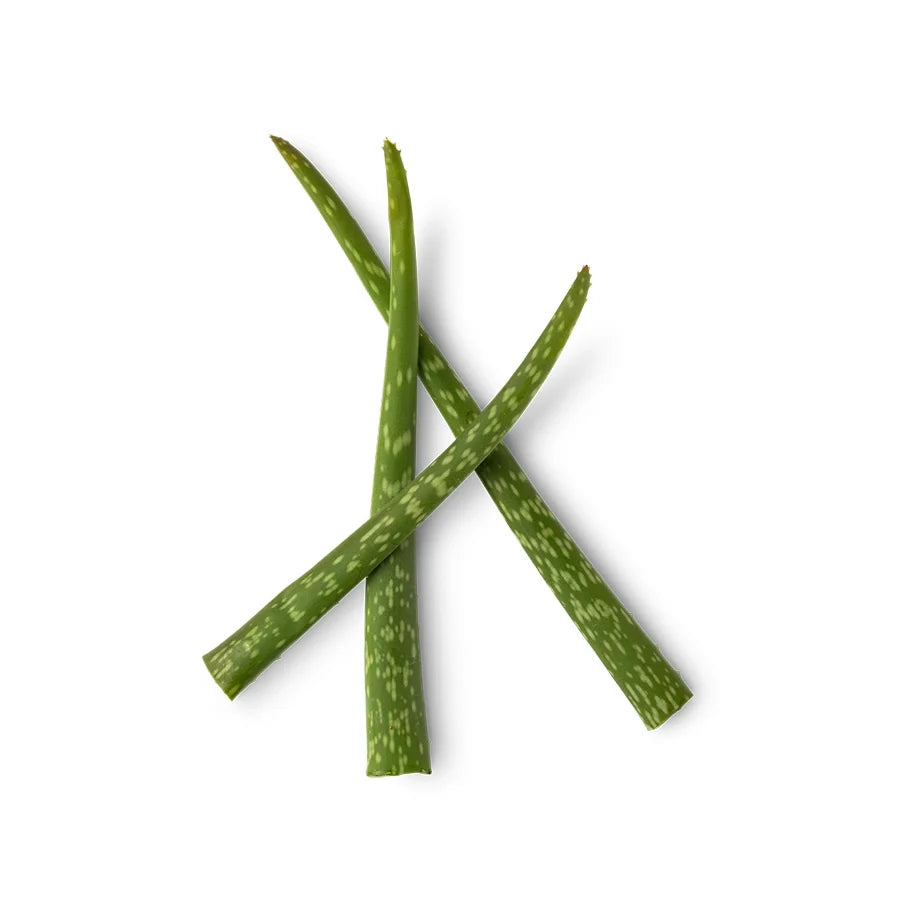 Aloe Barbadensis Leaf Juice Powder (Fair Trade Organic Aloe Vera Powder)