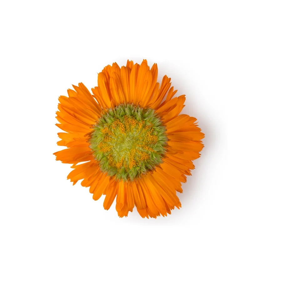 Arnica Flower and Devil’s Claw Root Decoction