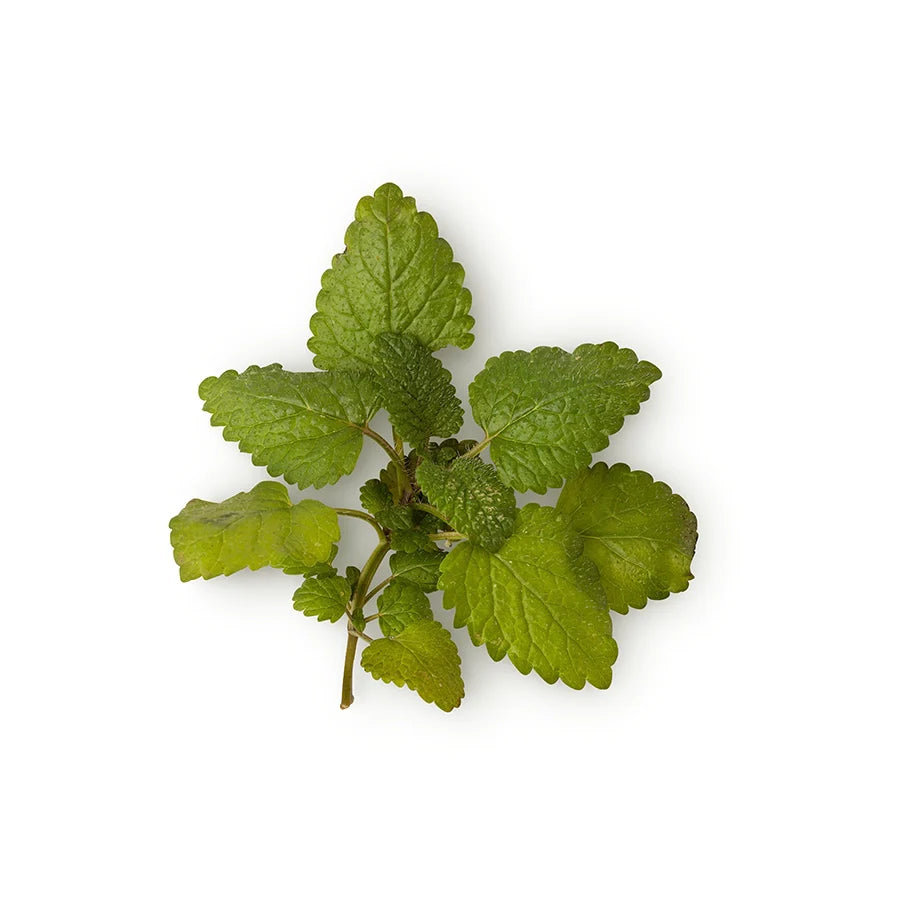 Lemon Balm Infusion