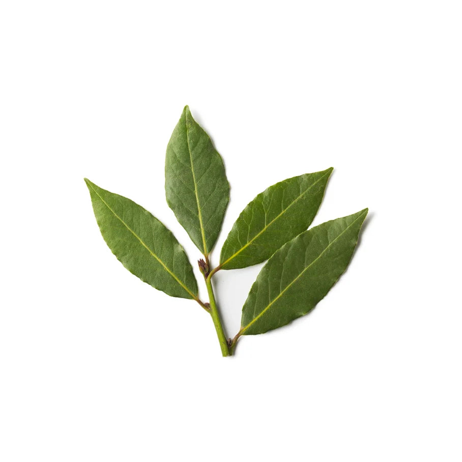 Bay Leaf and Watercress Infusion
