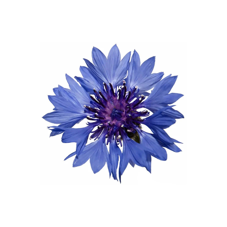 Blue Cornflowers