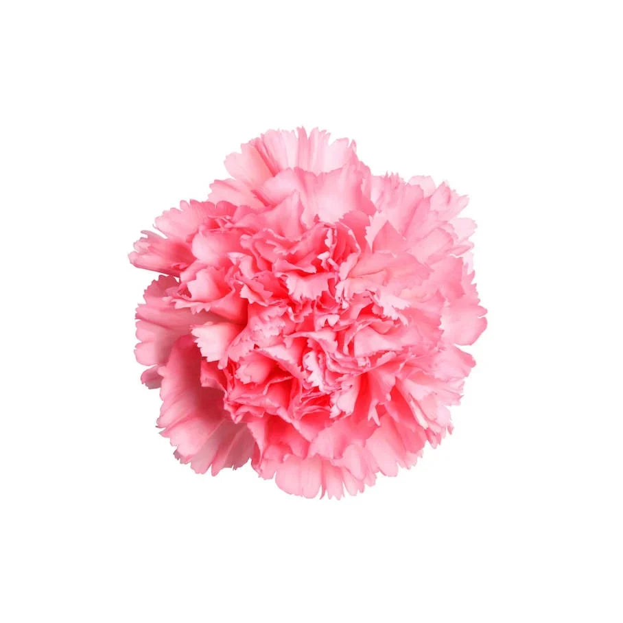 Dianthus Caryophyllus Flower Extract (Carnation Extract)