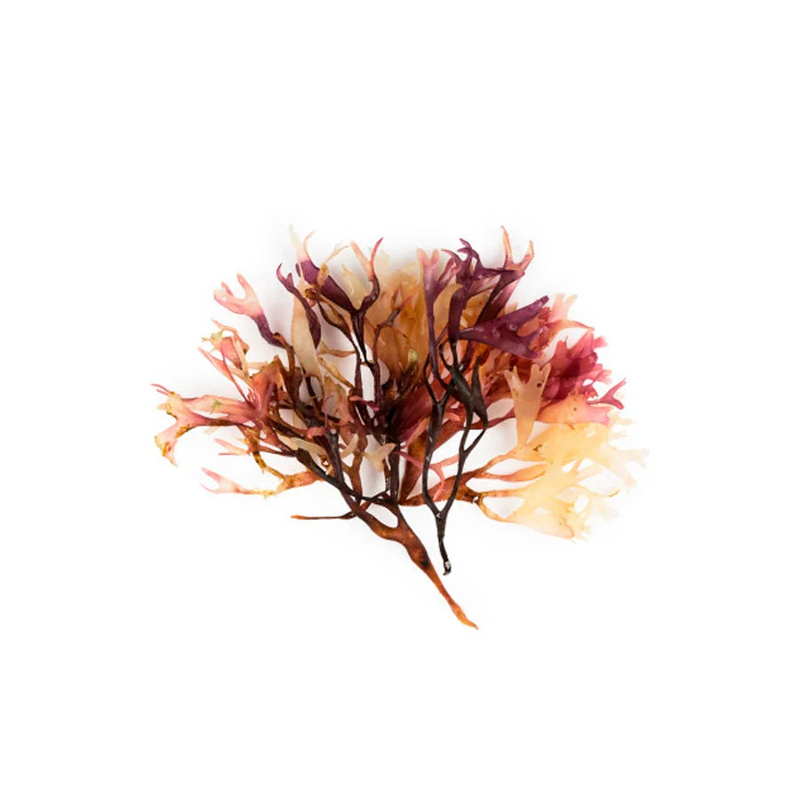 Chondrus Crispus Extract (Carrageenan Extract)