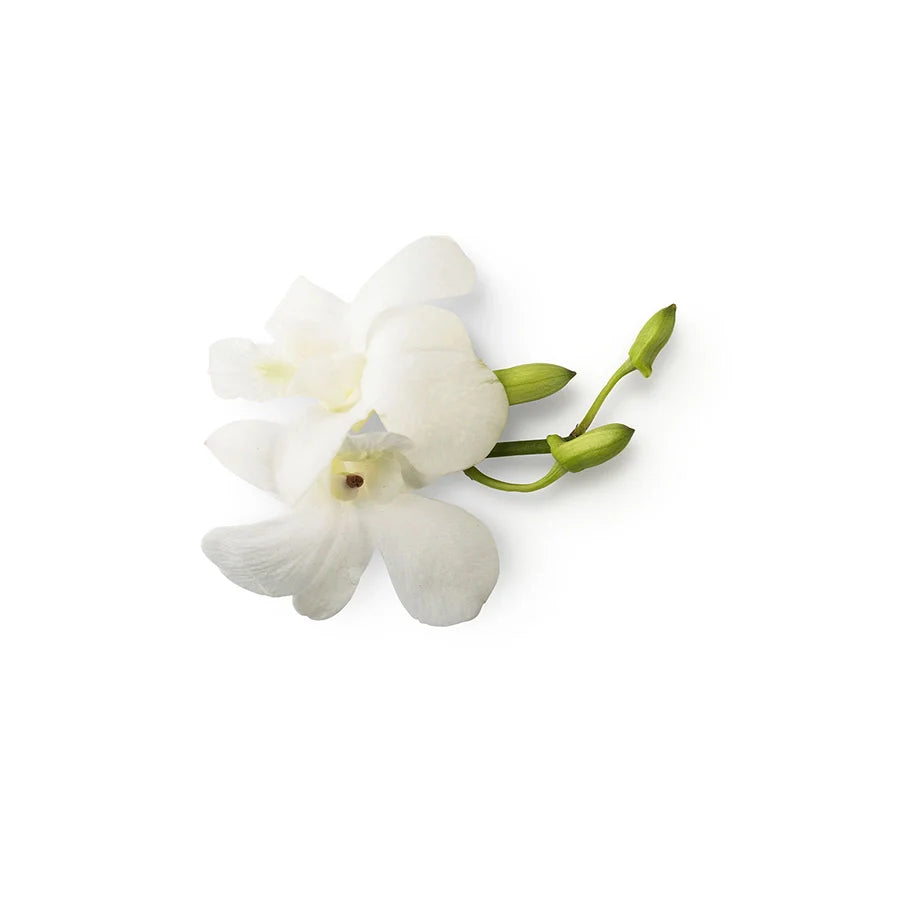 Fresh Phalaenopsis Orchid Petals Extracted in Almond Oil