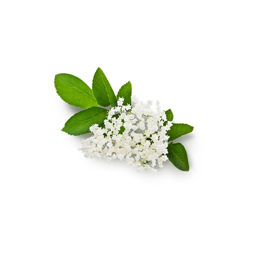 Chamomile and Elderflower Decoction