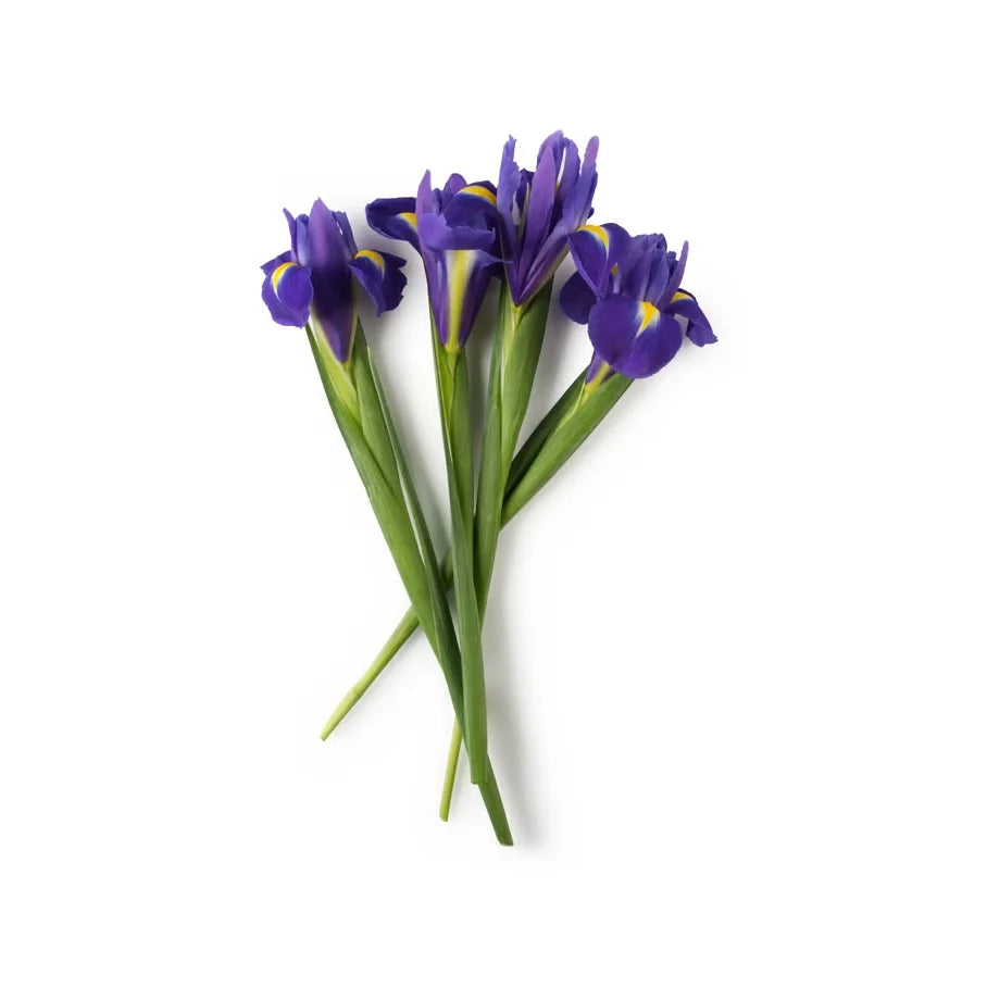 Fresh Iris Extract