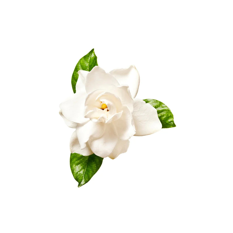 Gardenia Jasminoides Fruit Extract (Gardenia Extract)