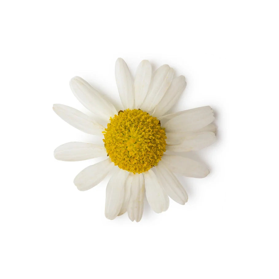 Chamomile