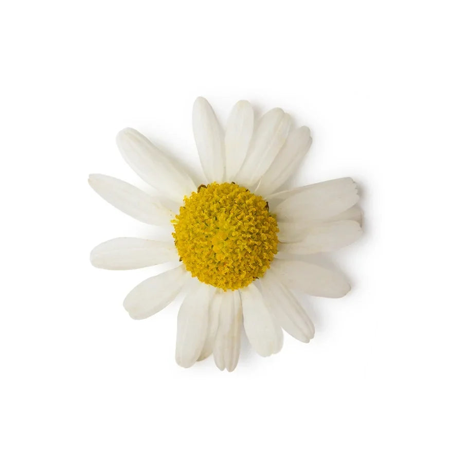Matricaria Chamomilla Flower Extract (Chamomile Vinegar)