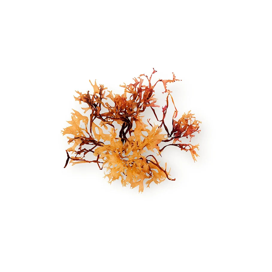 Organic Irish Moss Gel