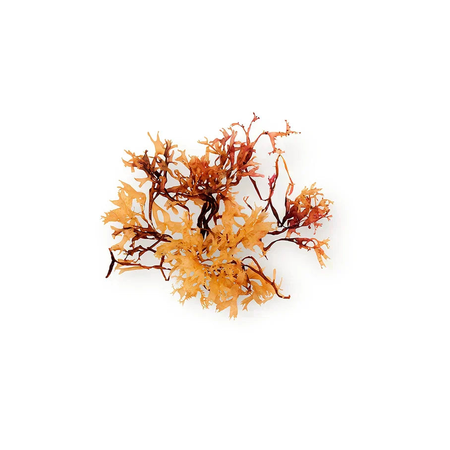 Seaweed
